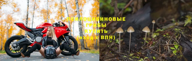 Псилоцибиновые грибы Psilocybe  Кудымкар 